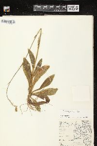 Hieracium longipilum image