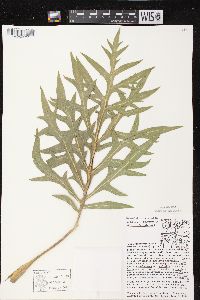 Silphium laciniatum var. laciniatum image