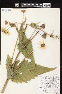 Silphium perfoliatum var. perfoliatum image