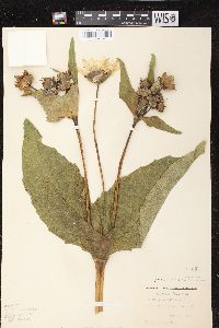 Silphium perfoliatum image