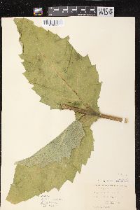 Silphium perfoliatum var. perfoliatum image