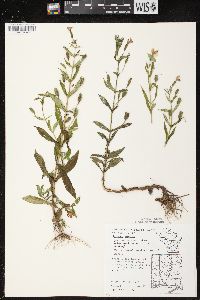 Mimulus ringens var. ringens image