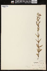 Mimulus ringens var. ringens image