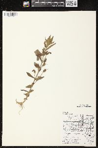 Mimulus ringens var. ringens image