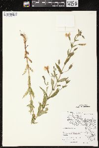 Mimulus ringens var. ringens image