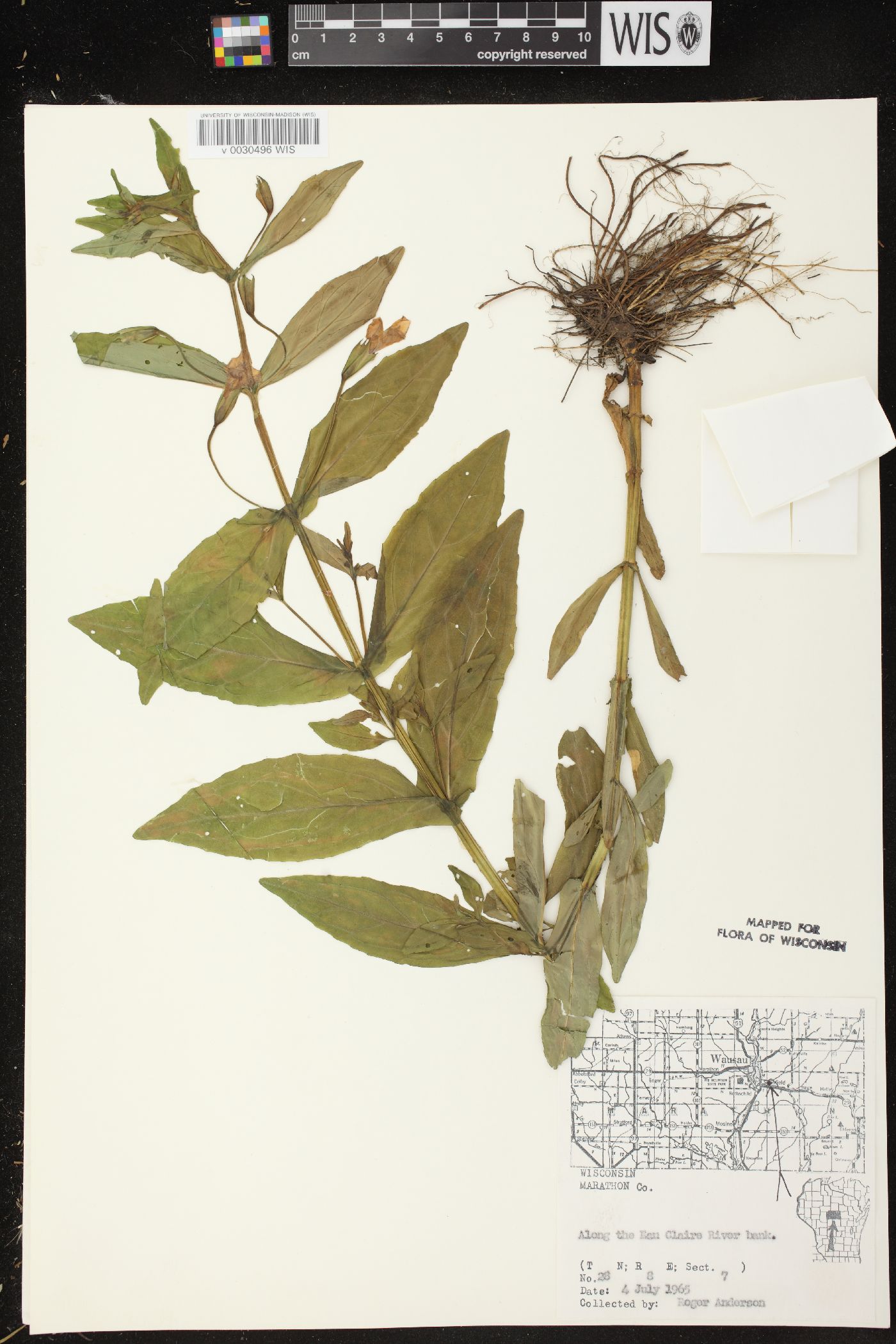 Mimulus ringens var. ringens image