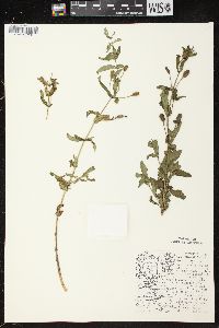 Mimulus ringens var. ringens image