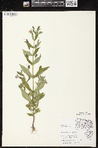 Mimulus ringens var. ringens image