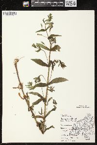 Mimulus ringens var. ringens image