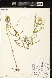 Euthamia graminifolia var. graminifolia image