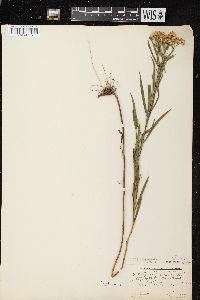 Euthamia graminifolia var. graminifolia image