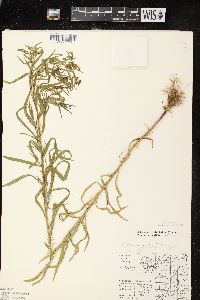 Euthamia graminifolia var. graminifolia image