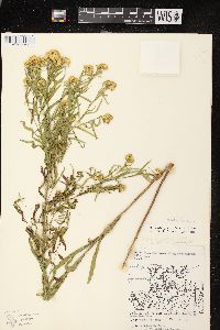 Euthamia graminifolia var. graminifolia image