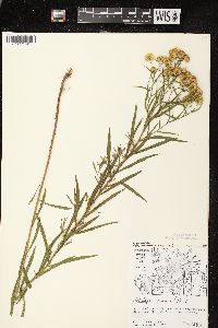 Euthamia graminifolia var. graminifolia image