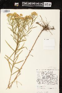 Euthamia graminifolia var. graminifolia image