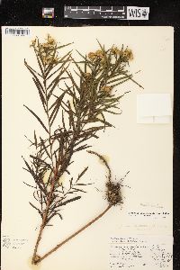 Euthamia graminifolia var. graminifolia image