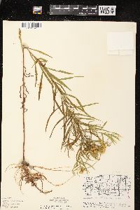 Euthamia graminifolia var. graminifolia image