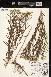 Euthamia graminifolia var. graminifolia image