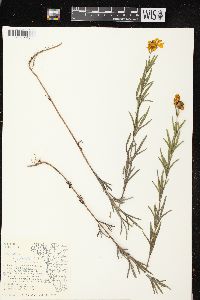 Coreopsis palmata image