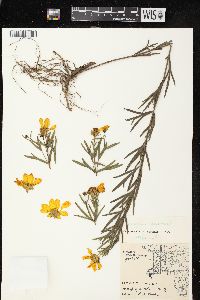 Coreopsis palmata image