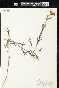 Coreopsis palmata image