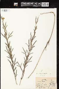 Coreopsis palmata image