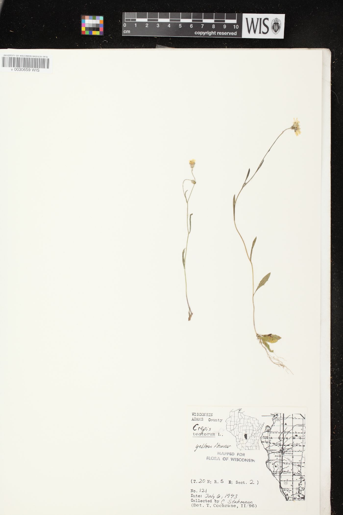 Crepis tectorum image