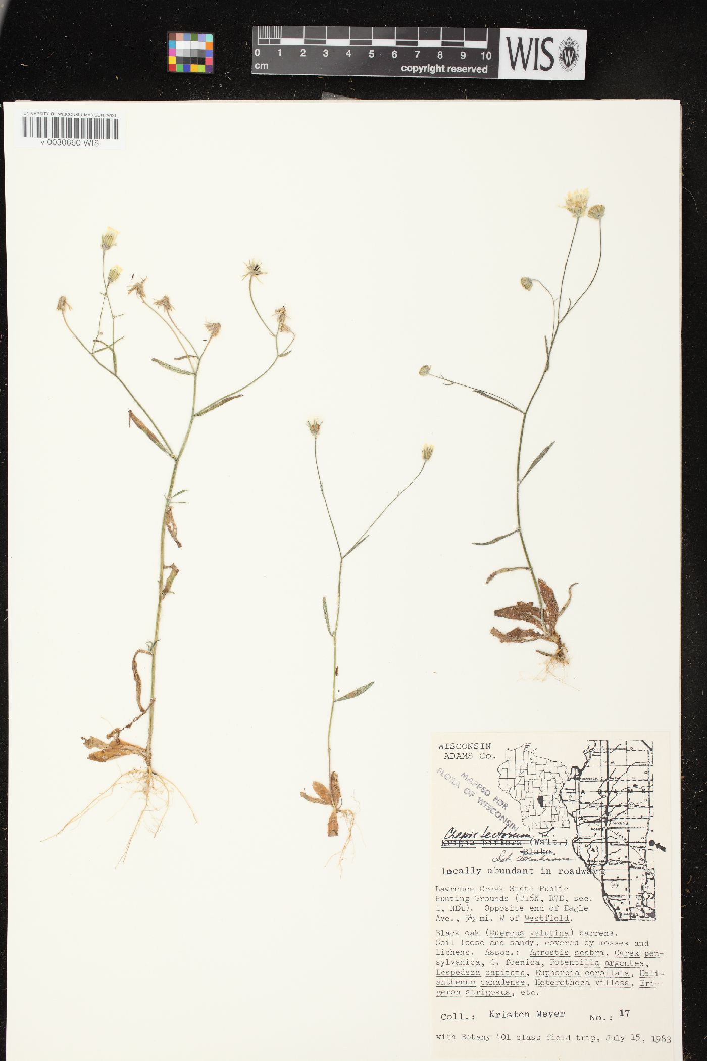 Crepis tectorum image