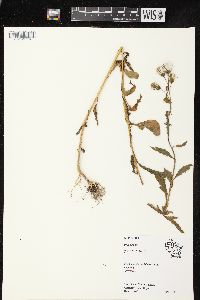 Erechtites hieraciifolius var. hieraciifolius image