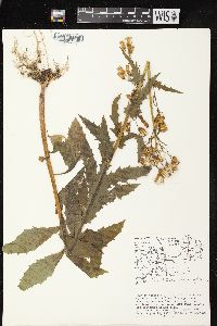 Erechtites hieraciifolius var. hieraciifolius image