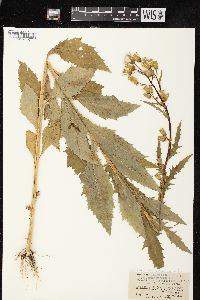 Erechtites hieraciifolius var. hieraciifolius image