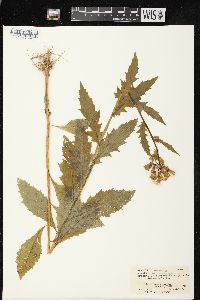 Erechtites hieraciifolius var. hieraciifolius image