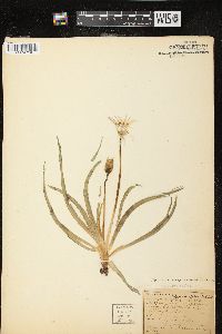 Nothocalais cuspidata image