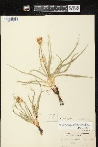 Nothocalais cuspidata image