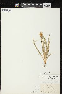 Nothocalais cuspidata image