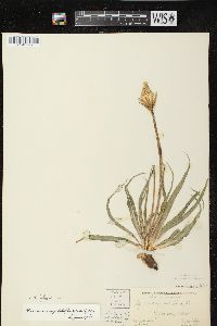 Nothocalais cuspidata image