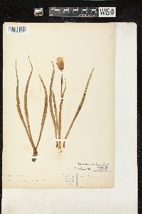 Nothocalais cuspidata image