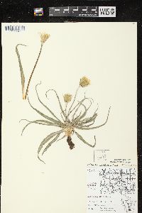 Nothocalais cuspidata image