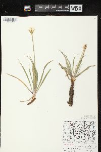 Nothocalais cuspidata image