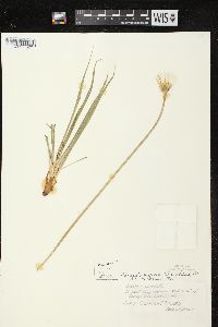 Nothocalais cuspidata image