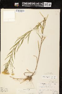 Euthamia graminifolia var. graminifolia image