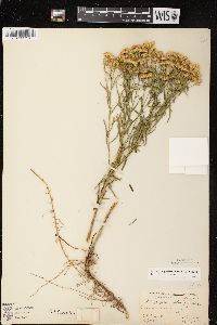 Euthamia graminifolia var. graminifolia image