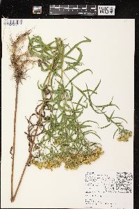 Euthamia graminifolia var. graminifolia image