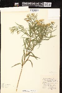 Euthamia graminifolia var. graminifolia image