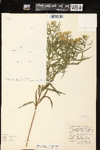 Euthamia graminifolia var. graminifolia image