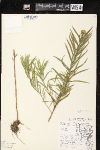 Euthamia graminifolia var. graminifolia image