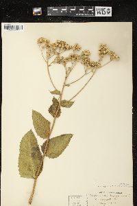 Parthenium integrifolium image