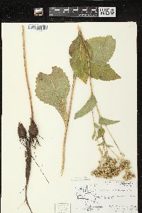 Parthenium integrifolium image