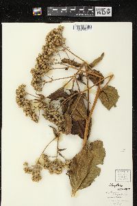 Parthenium integrifolium image