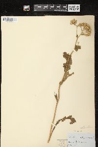 Parthenium integrifolium image